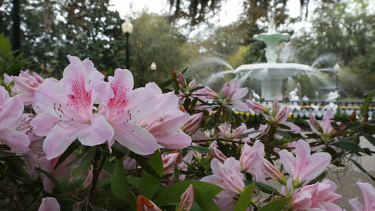 Let Life Bloom: Spring Things To Do in Savannah
