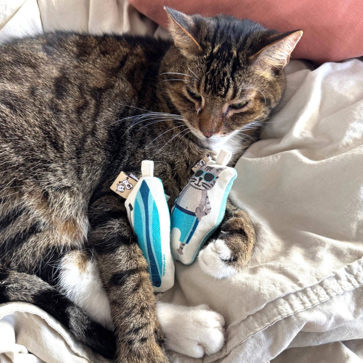 Go Kitty Go Cat Toy Set | Surf Kitty
