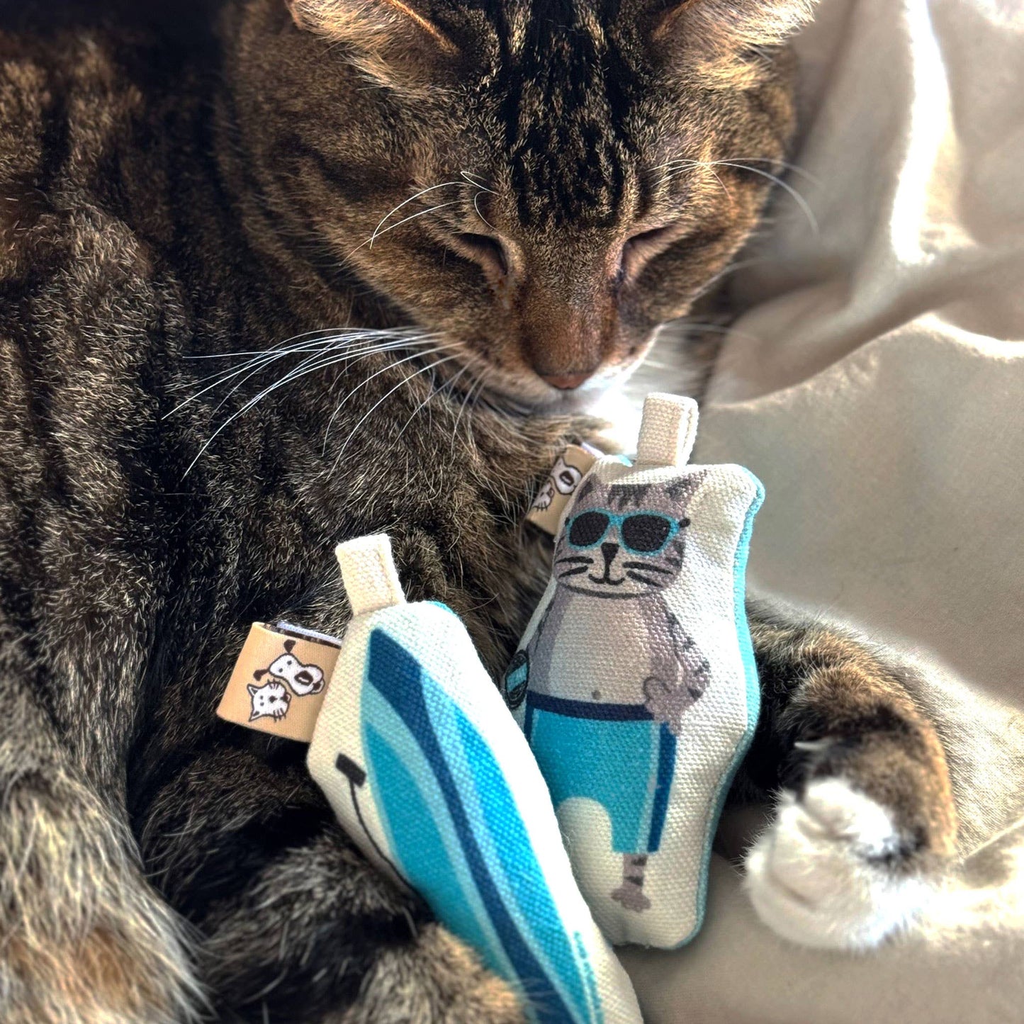 Go Kitty Go Cat Toy Set | Surf Kitty