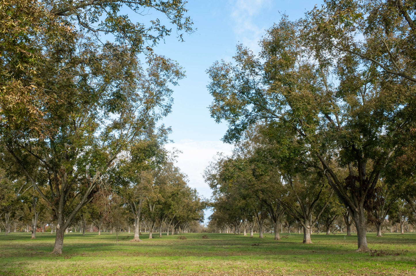 Raw Pecan Halves- Yon Family Farms